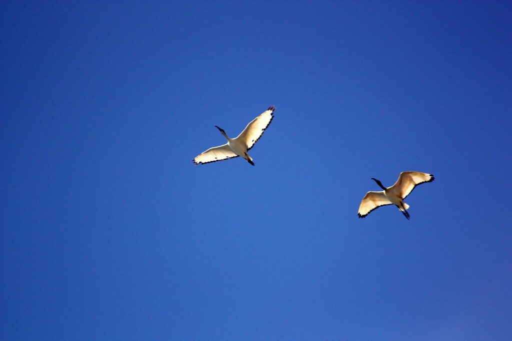 flight of birds inspire biomimicry