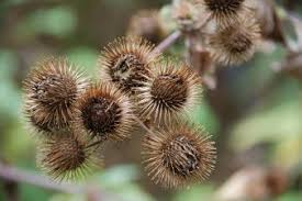 burr seeds for biomimicry