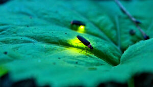 fireflies for biomimicry