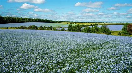 flax fields for natural linen