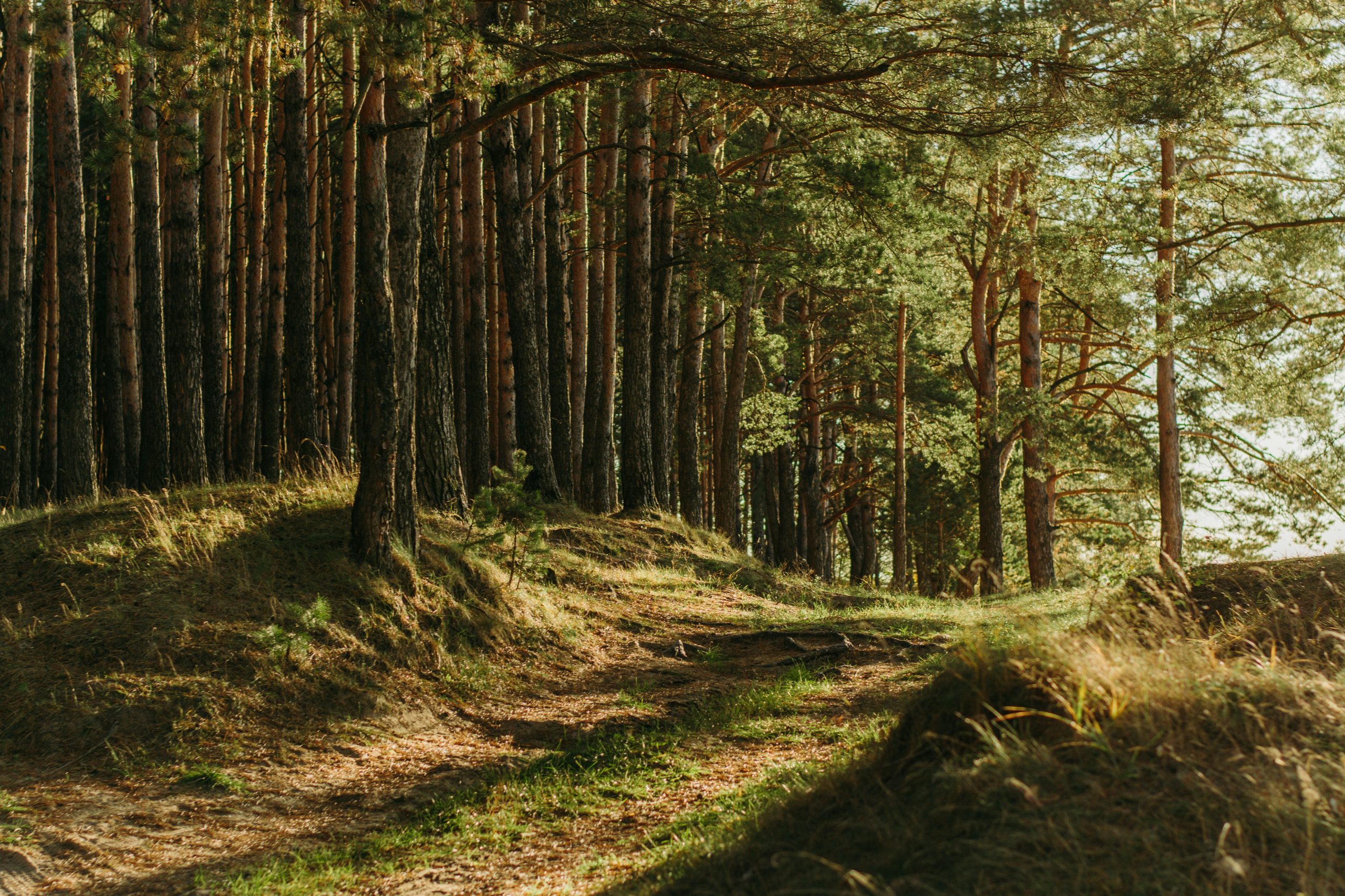 sustainable sourcing of wood in managed forests